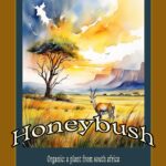 Honeybush herbal tea flyer featuring sweet, smooth flavor notes and calming benefits